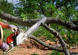 Best Tree Health Inspection  in Glenwood Landing, NY